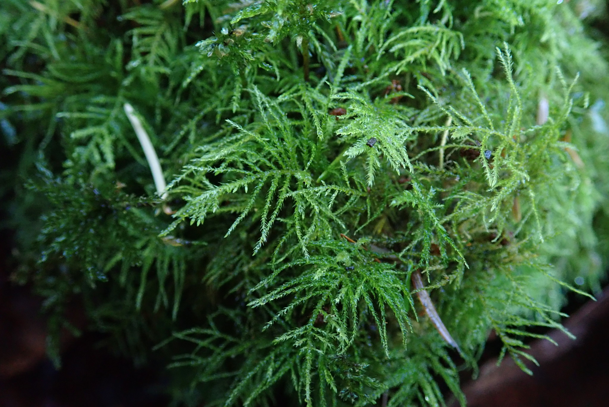 Kindbergia praelonga