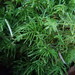 Kindbergia praelonga - Photo Ningún derecho reservado, subido por Randal