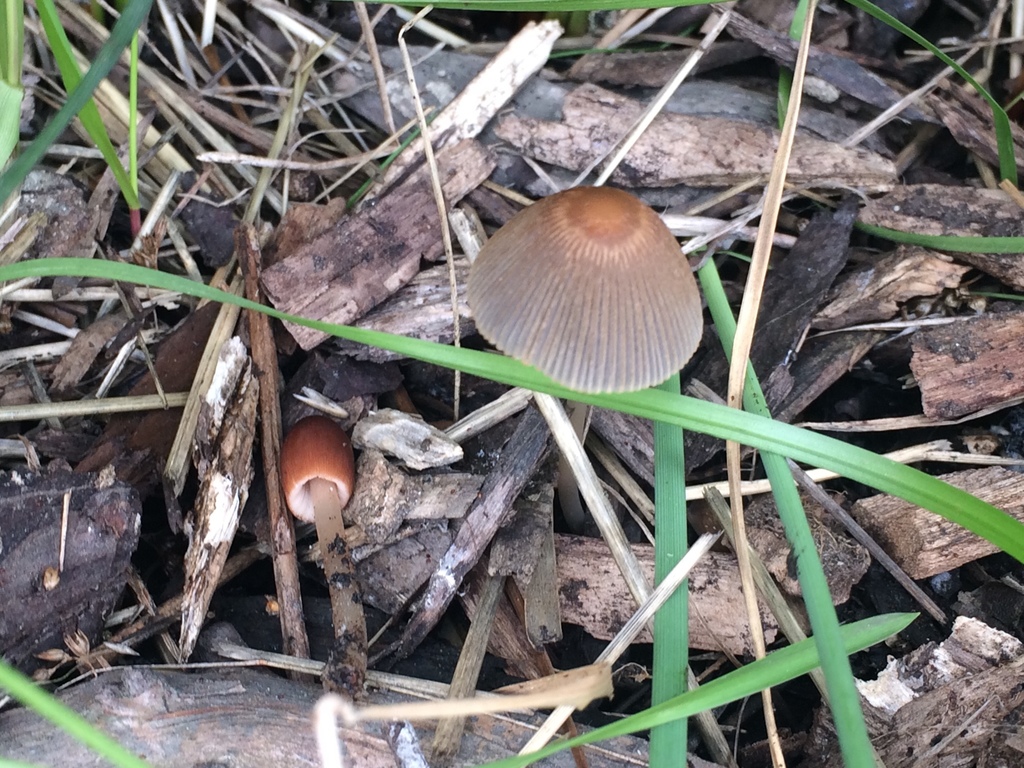goldenhaired inkcap (Parasola auricoma)
