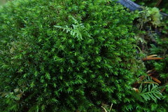 Dichodontium pellucidum