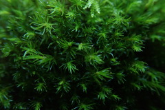 Dichodontium pellucidum