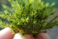 Dichodontium pellucidum