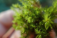 Dichodontium pellucidum