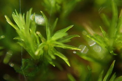 Dichodontium pellucidum