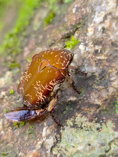 Protaetia cariana