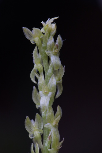 Malaxis paludosa iNat (1)