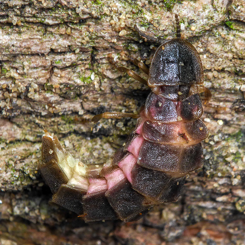 Common glow-worm
