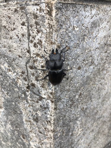 Neolucanus sinicus