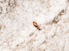 Cyclodinus franciscanus