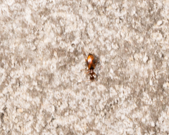 Cyclodinus franciscanus