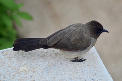 Pycnonotus barbatus