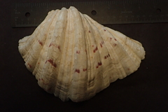 Hippopus hippopus