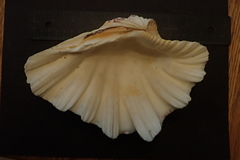 Hippopus hippopus