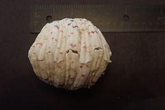 Hippopus hippopus