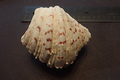 Hippopus hippopus