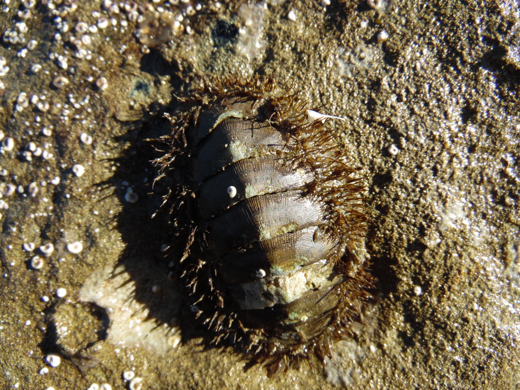 Chilean Hairy Chiton