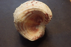 Hippopus hippopus