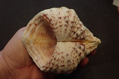 Hippopus hippopus