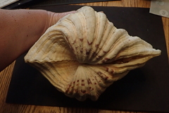 Hippopus hippopus