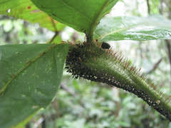Cordia nodosa