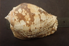 Titanostrombus galeatus