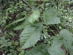 Cordia nodosa