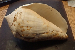 Titanostrombus galeatus