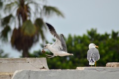Larus michahellis