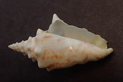 Persististrombus granulatus