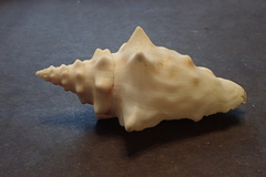 Persististrombus granulatus