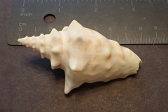 Persististrombus granulatus