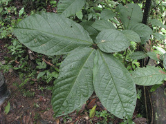 Cordia nodosa