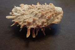 Spondylus squamosus