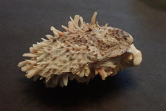 Spondylus squamosus