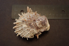 Spondylus squamosus