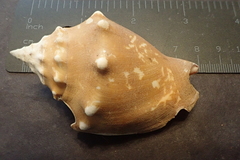 Strombus gracilior