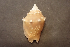 Strombus gracilior