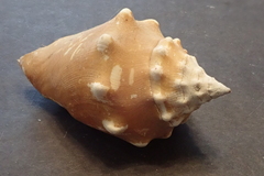 Strombus gracilior
