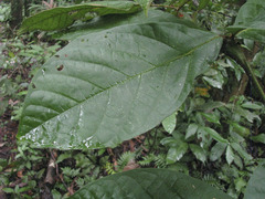 Cordia nodosa