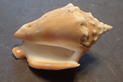 Strombus gracilior