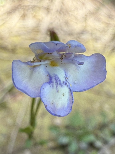 Oblong False Pimpernel