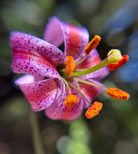 Kellogg's lily (Lilium kelloggii)