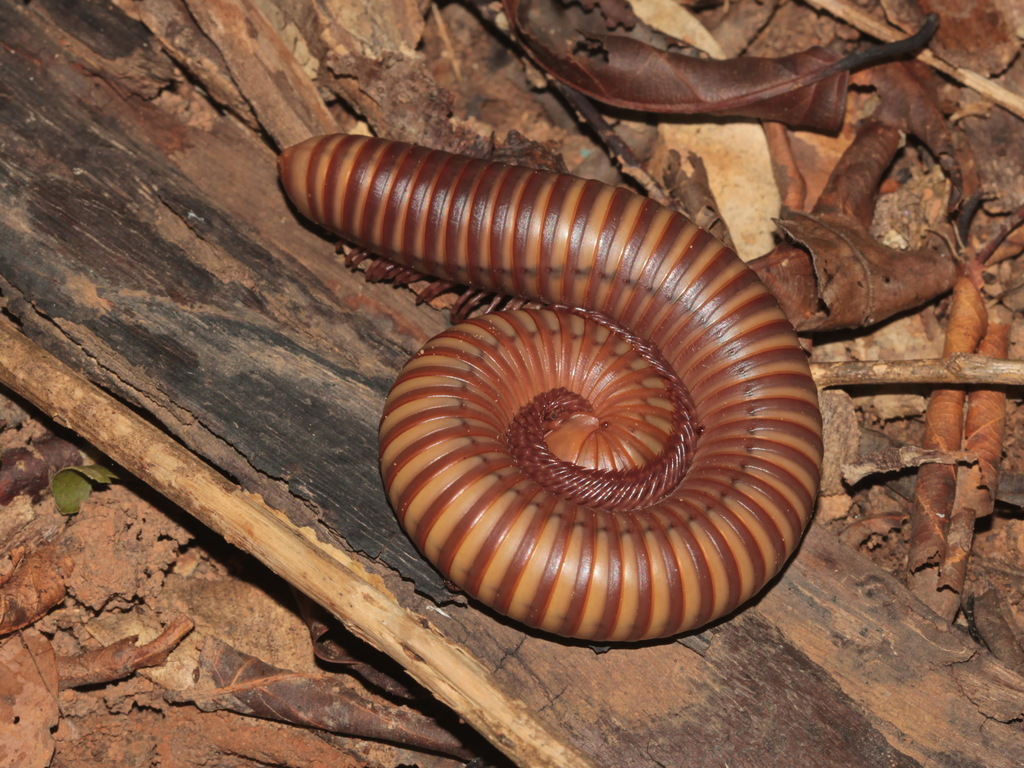 Anurostreptus sculptus
