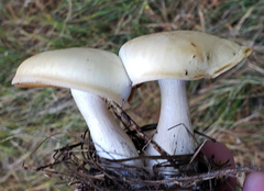 Leucopaxillus laterarius