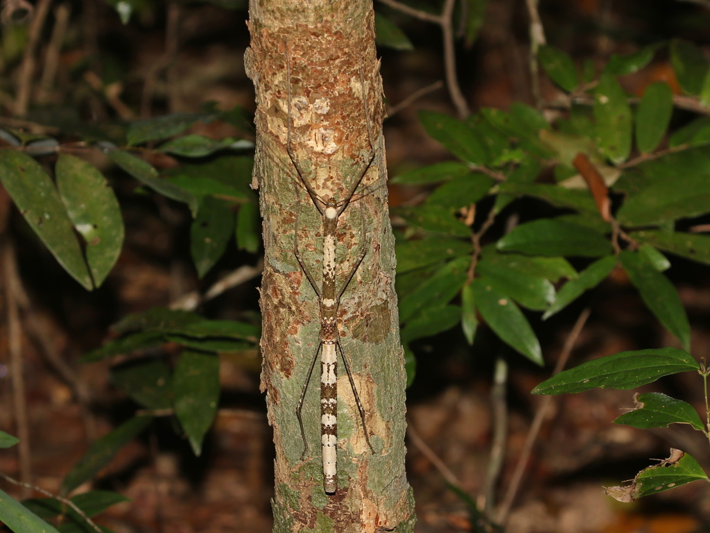Phaenopharos khaoyaiensis