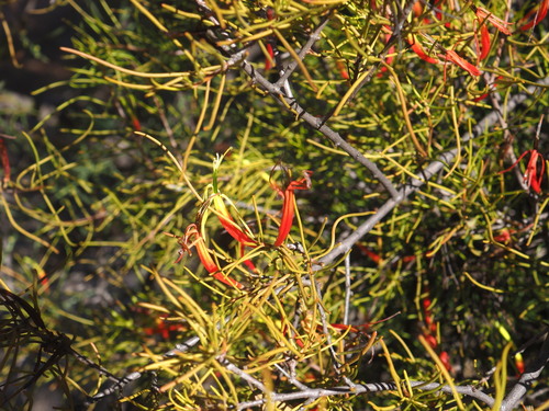 Casuarina Mistletoe (Lysiana casuarinae)