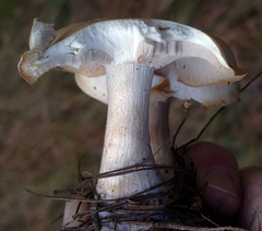 Leucopaxillus laterarius