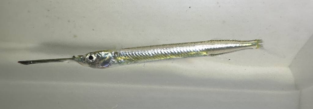 Congaturi halfbeak (Hyporhamphus limbatus) — Hemiramphidae