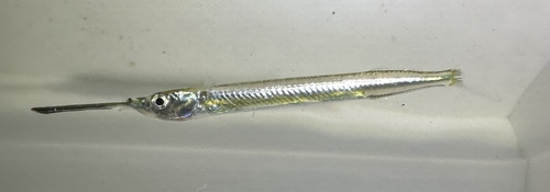 Congaturi halfbeak (Hyporhamphus limbatus) — Hemiramphidae