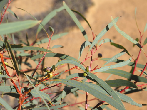 Eucalyptus leptopoda, 2025-08-02
